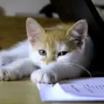 First Cat