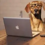First Dog