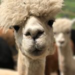 Other Animals