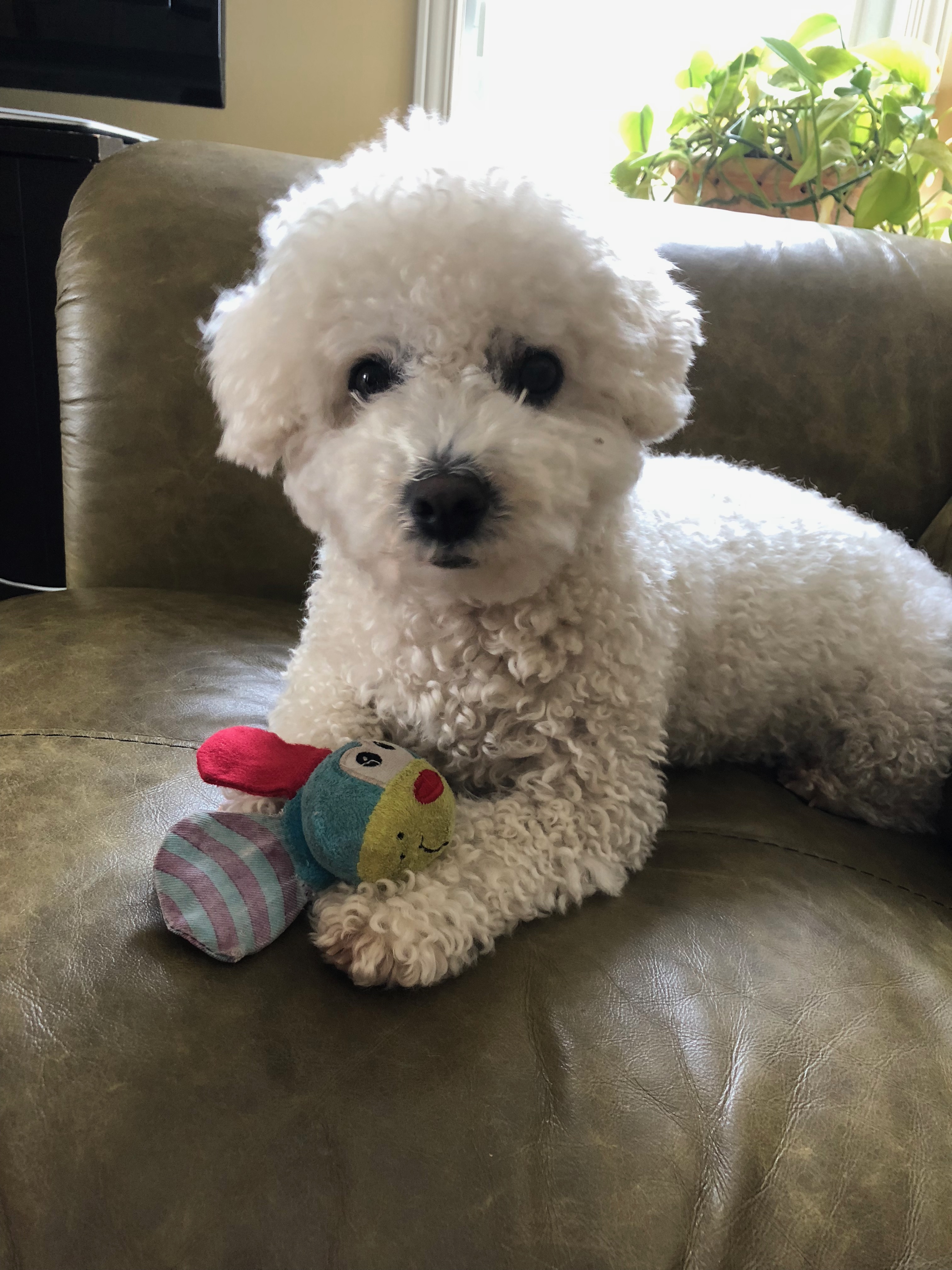 small white dog lying with toy betwwn its paws