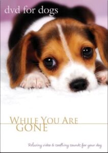 DVD cover with small Beagle dog lying on the floor looking at the camera.