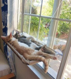 cats lying in a hammock in a window