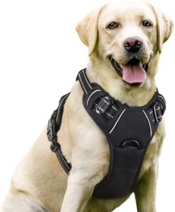 Large blonde dog in full-body harness