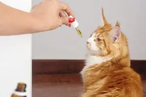 cat getting medicine