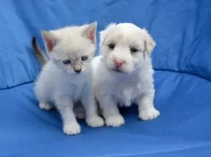 kitten and puppy